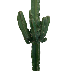 Euphorbia Eritrea